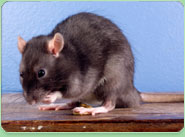 rat control Oxshott