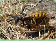 wasp control Oxshott