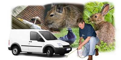 Oxshott local van